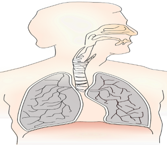 Care of the patient on a ventilator- Half day coursed